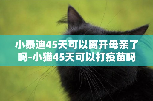 小泰迪45天可以離開母親了嗎-小貓45天可以打疫苗嗎