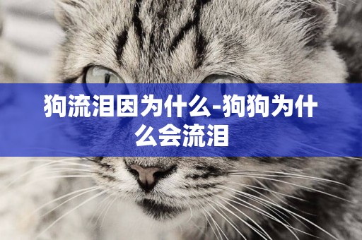狗流淚因為什么-狗狗為什么會流淚