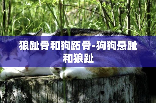 狼趾骨和狗跖骨-狗狗懸趾和狼趾
