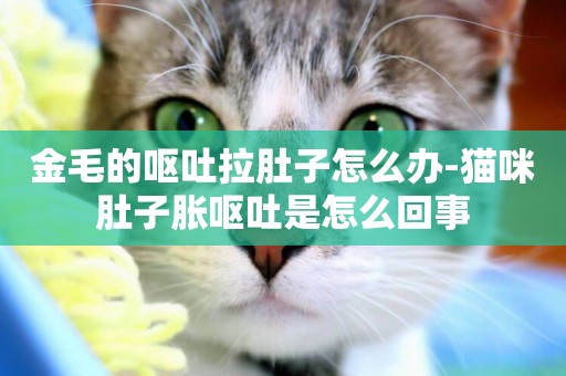 金毛的嘔吐拉肚子怎么辦-貓咪肚子脹嘔吐是怎么回事