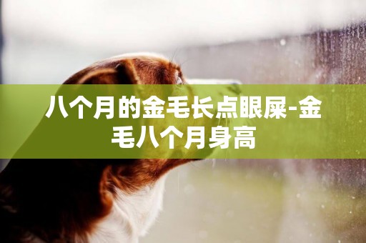 八個月的金毛長點眼屎-金毛八個月身高