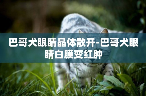 巴哥犬眼睛晶體散開-巴哥犬眼睛白膜變紅腫