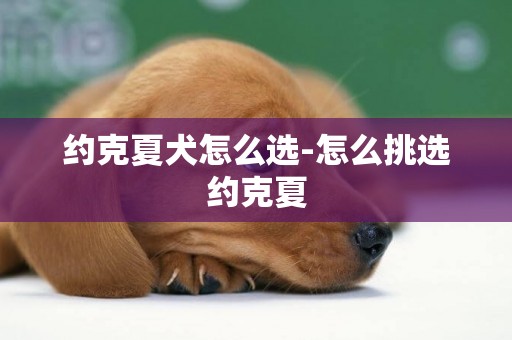 約克夏犬怎么選-怎么挑選約克夏