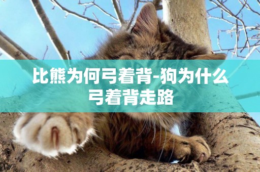 比熊為何弓著背-狗為什么弓著背走路