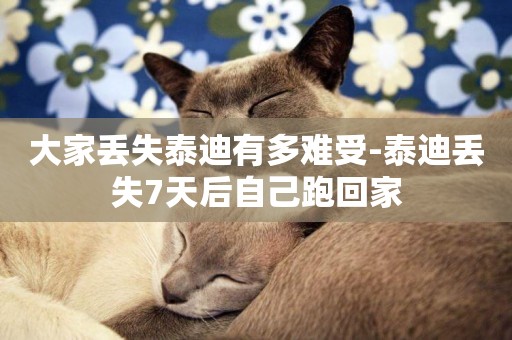 大家丟失泰迪有多難受-泰迪丟失7天后自己跑回家