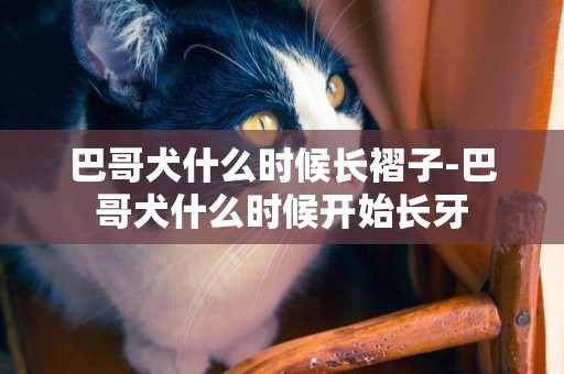 巴哥犬什么時候長褶子-巴哥犬什么時候開始長牙