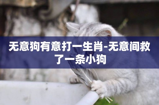 無意狗有意打一生肖-無意間救了一條小狗