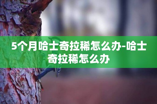 5個月哈士奇拉稀怎么辦-哈士奇拉稀怎么辦