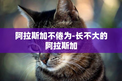 阿拉斯加不倦為-長不大的阿拉斯加