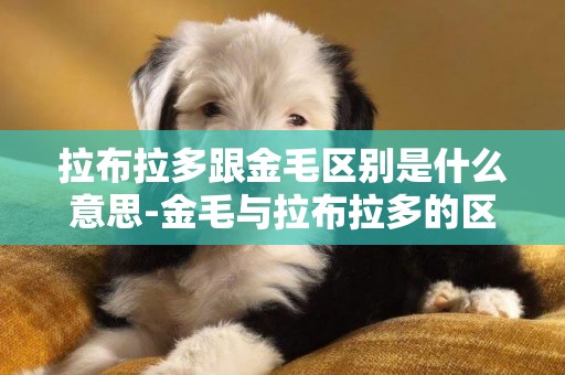 拉布拉多跟金毛區別是什么意思-金毛與拉布拉多的區別是什么