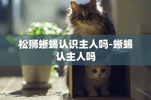 松獅蜥蜴認識主人嗎-蜥蜴認主人嗎