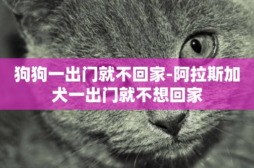 狗狗一出門就不回家-阿拉斯加犬一出門就不想回家