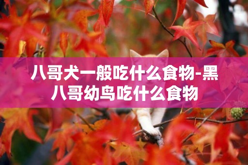 八哥犬一般吃什么食物-黑八哥幼鳥吃什么食物