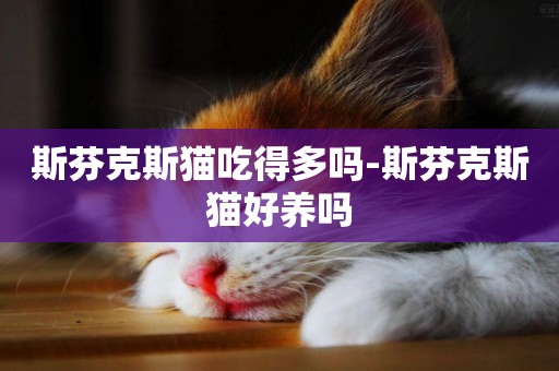 斯芬克斯貓吃得多嗎-斯芬克斯貓好養嗎
