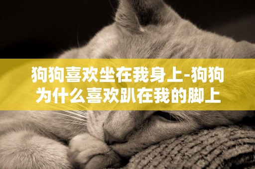 狗狗喜歡坐在我身上-狗狗為什么喜歡趴在我的腳上