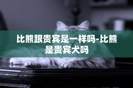 比熊跟貴賓是一樣嗎-比熊是貴賓犬嗎