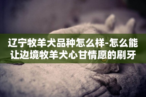 遼寧牧羊犬品種怎么樣-怎么能讓邊境牧羊犬心甘情愿的刷牙