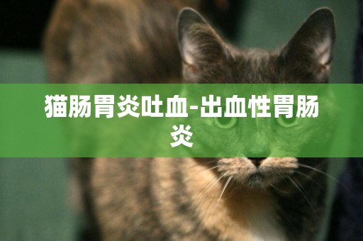 貓腸胃炎吐血-出血性胃腸炎