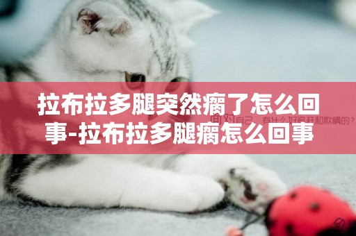 拉布拉多腿突然瘸了怎么回事-拉布拉多腿瘸怎么回事
