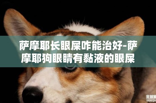 薩摩耶長眼屎咋能治好-薩摩耶狗眼睛有黏液的眼屎