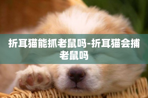 折耳貓能抓老鼠嗎-折耳貓會捕老鼠嗎