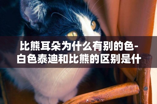 比熊耳朵為什么有別的色-白色泰迪和比熊的區別是什么