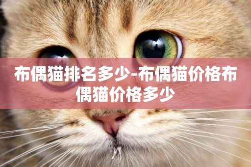 布偶貓排名多少-布偶貓價格布偶貓價格多少