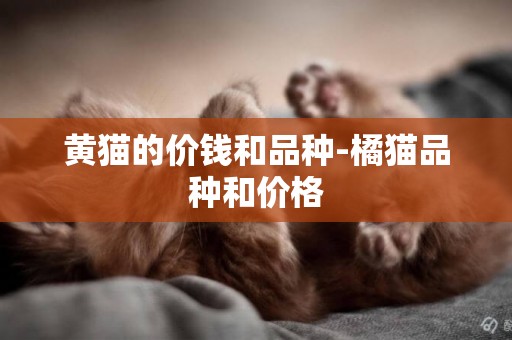 黃貓的價錢和品種-橘貓品種和價格