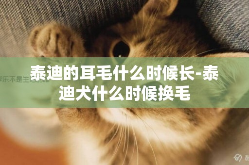 泰迪的耳毛什么時候長-泰迪犬什么時候換毛