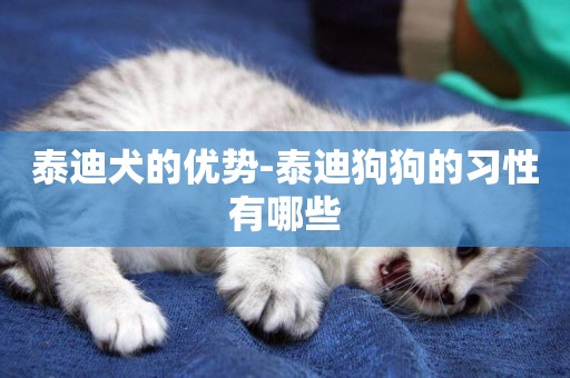 泰迪犬的優勢-泰迪狗狗的習性有哪些