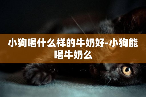 小狗喝什么樣的牛奶好-小狗能喝牛奶么