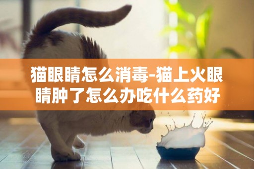 貓眼睛怎么消毒-貓上火眼睛腫了怎么辦吃什么藥好