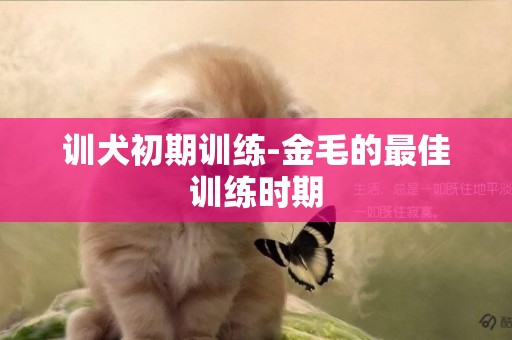 訓犬初期訓練-金毛的最佳訓練時期