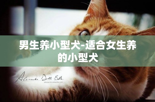 男生養小型犬-適合女生養的小型犬