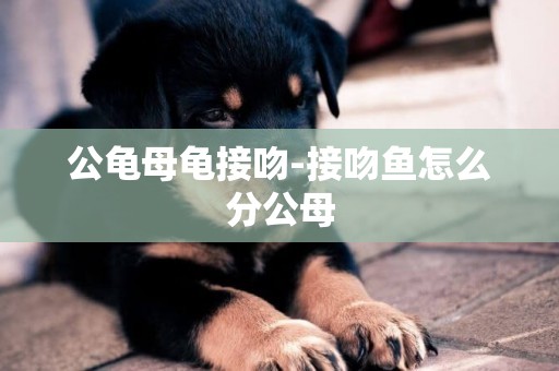 公龜母龜接吻-接吻魚怎么分公母