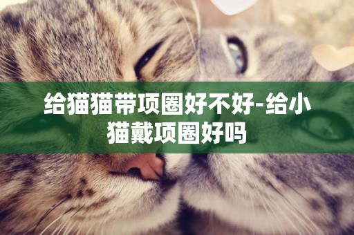給貓貓帶項圈好不好-給小貓戴項圈好嗎
