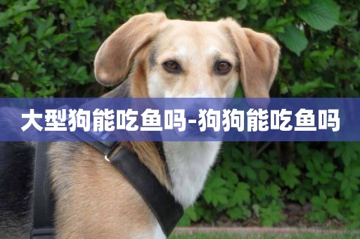 大型狗能吃魚嗎-狗狗能吃魚嗎