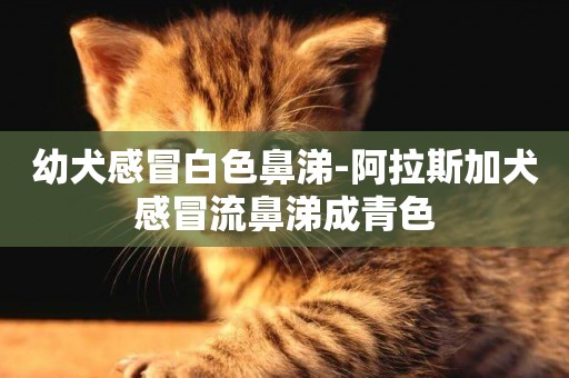 幼犬感冒白色鼻涕-阿拉斯加犬感冒流鼻涕成青色