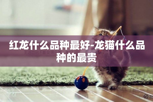 紅龍什么品種最好-龍貓什么品種的最貴