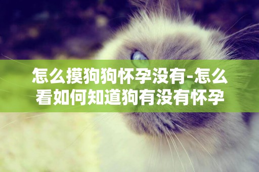 怎么摸狗狗懷孕沒有-怎么看如何知道狗有沒有懷孕