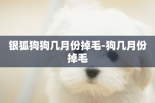 銀狐狗狗幾月份掉毛-狗幾月份掉毛