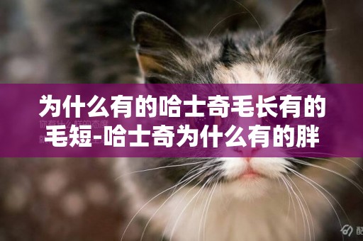 為什么有的哈士奇毛長有的毛短-哈士奇為什么有的胖有的瘦