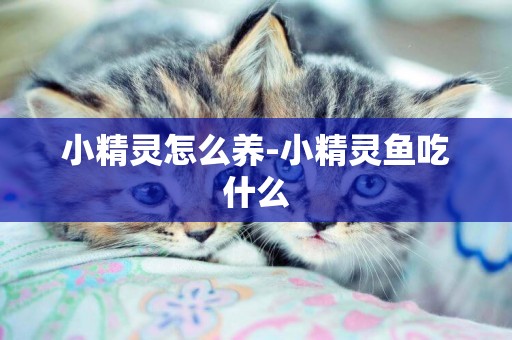 小精靈怎么養-小精靈魚吃什么