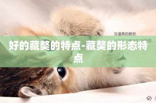 好的藏獒的特點-藏獒的形態特點