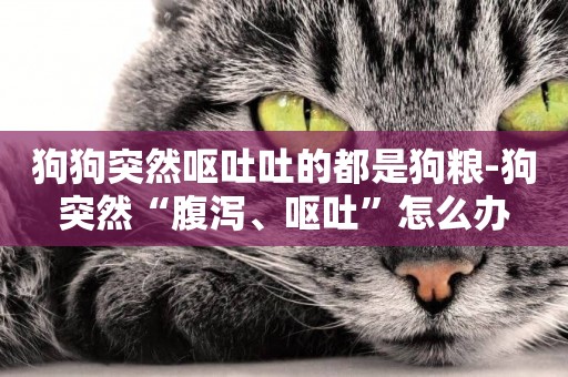 狗狗突然嘔吐吐的都是狗糧-狗突然“腹瀉、嘔吐”怎么辦