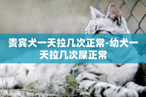 貴賓犬一天拉幾次正常-幼犬一天拉幾次屎正常