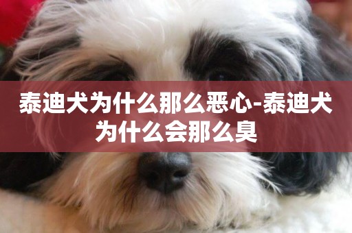 泰迪犬為什么那么惡心-泰迪犬為什么會那么臭