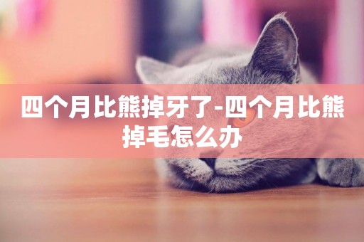 四個月比熊掉牙了-四個月比熊掉毛怎么辦
