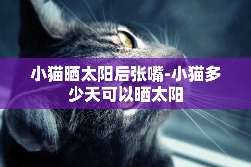 小貓曬太陽后張嘴-小貓多少天可以曬太陽