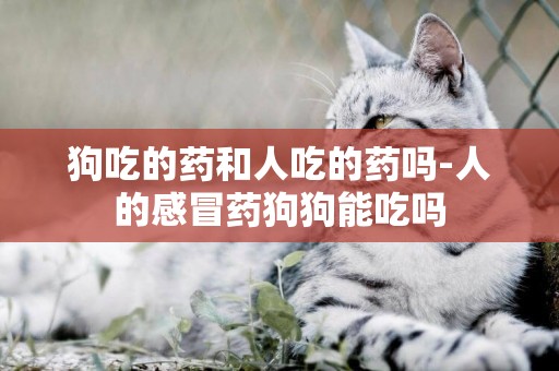 狗吃的藥和人吃的藥嗎-人的感冒藥狗狗能吃嗎